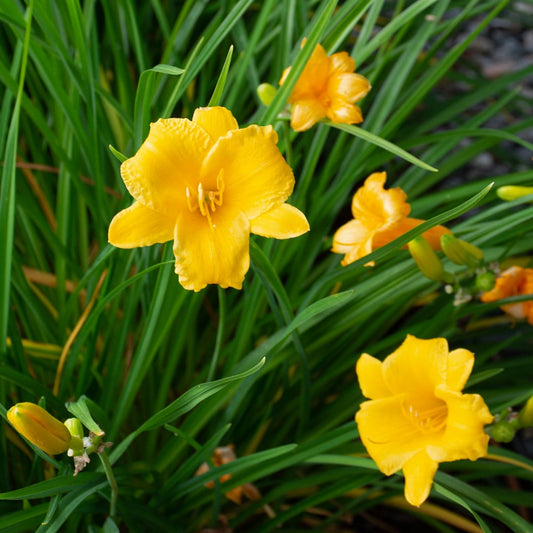 Hemerocallis 'Stella De Oro' (Stella De Oro Daylily)