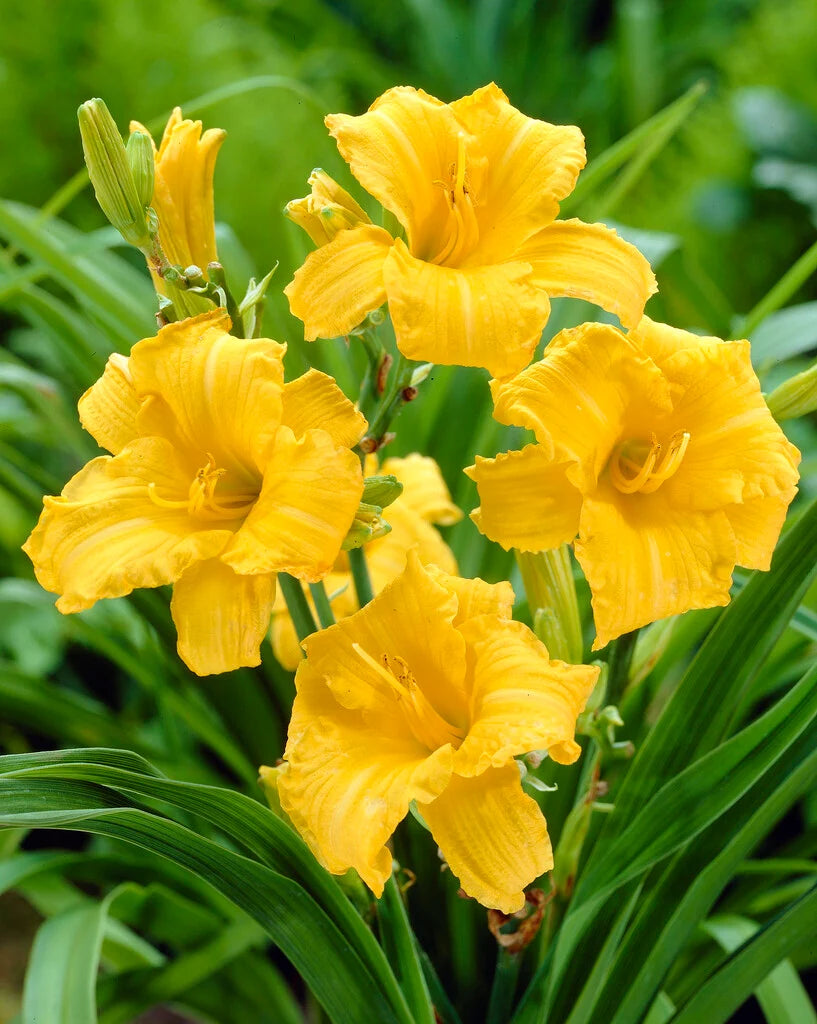 Hemerocallis 'Stella De Oro' (Stella De Oro Daylily)