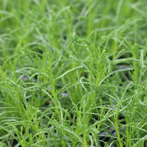 Santolina Virens (Olive Herb)