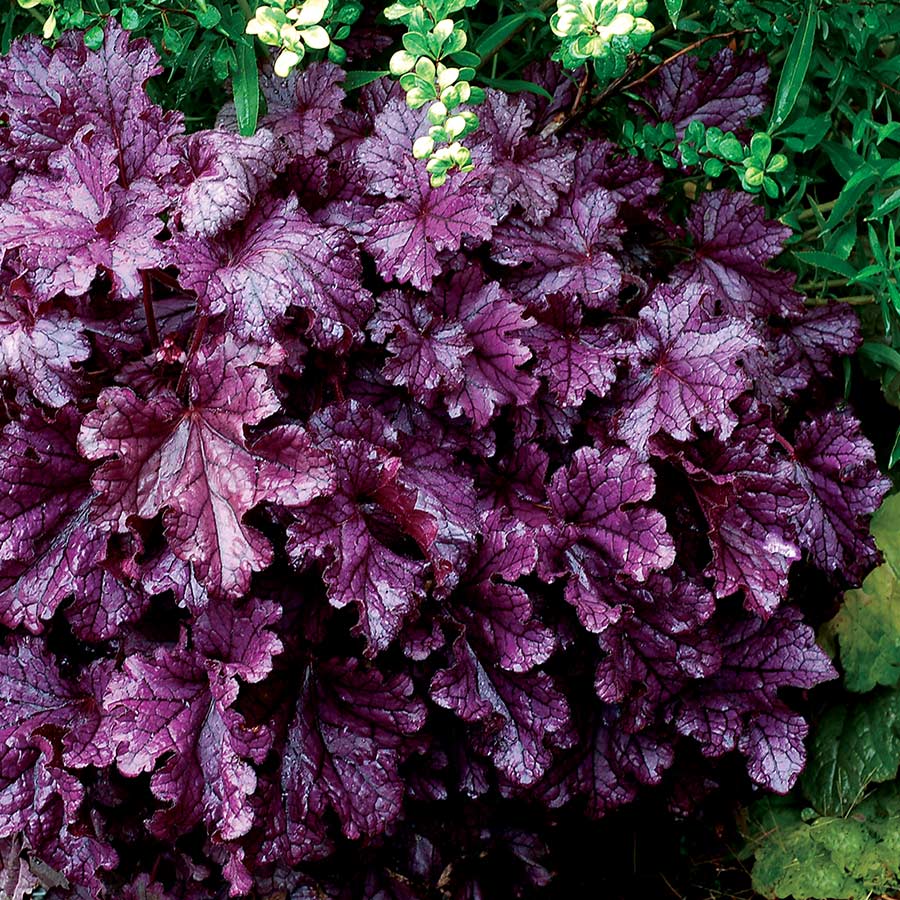 Heuchera ‘Forever Purple’ (Coral Bells)