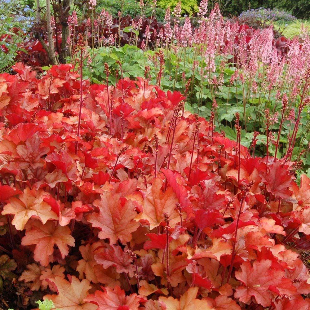 Heuchera Peach Flambe