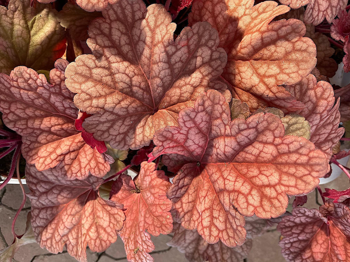 Heuchera Peach Flambe