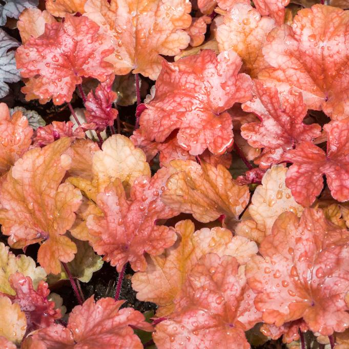 Heuchera Peach Flambe