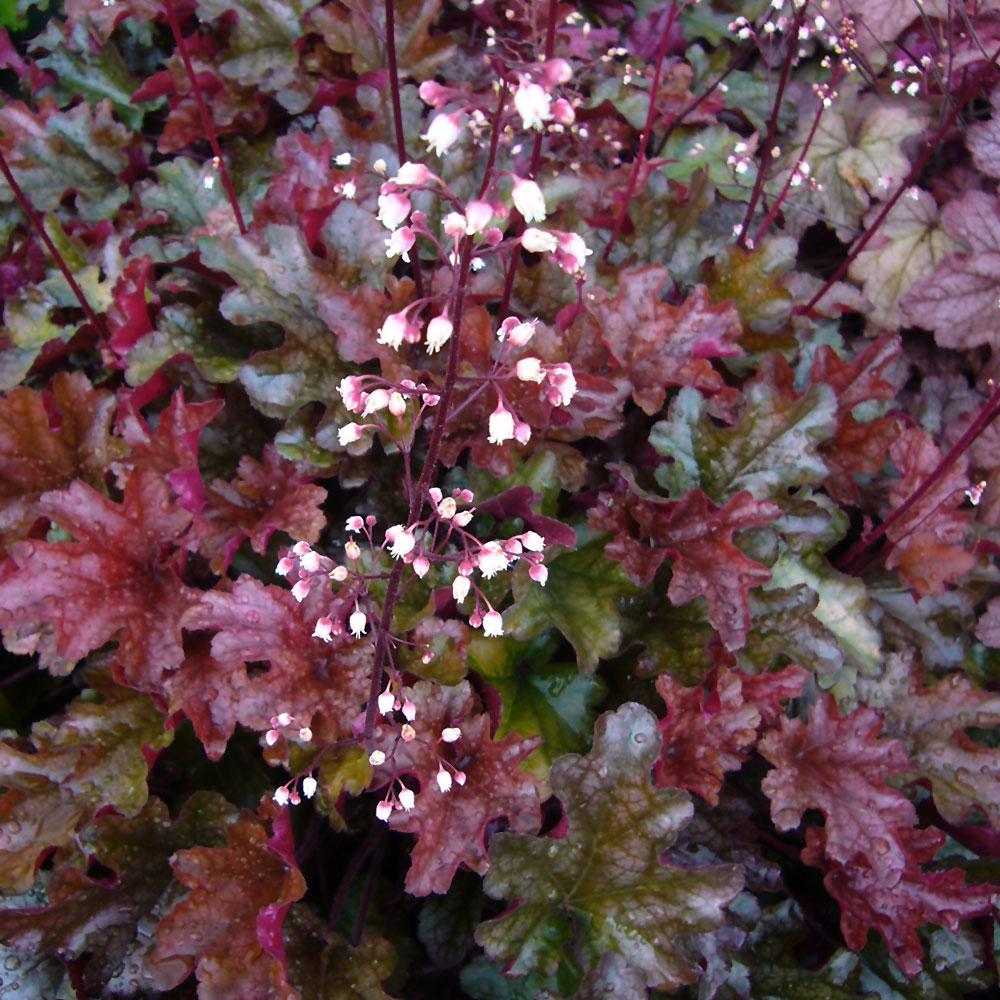 Heuchera Peach Flambe