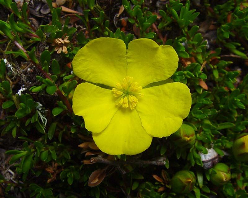 Hibbertia obtusifolia