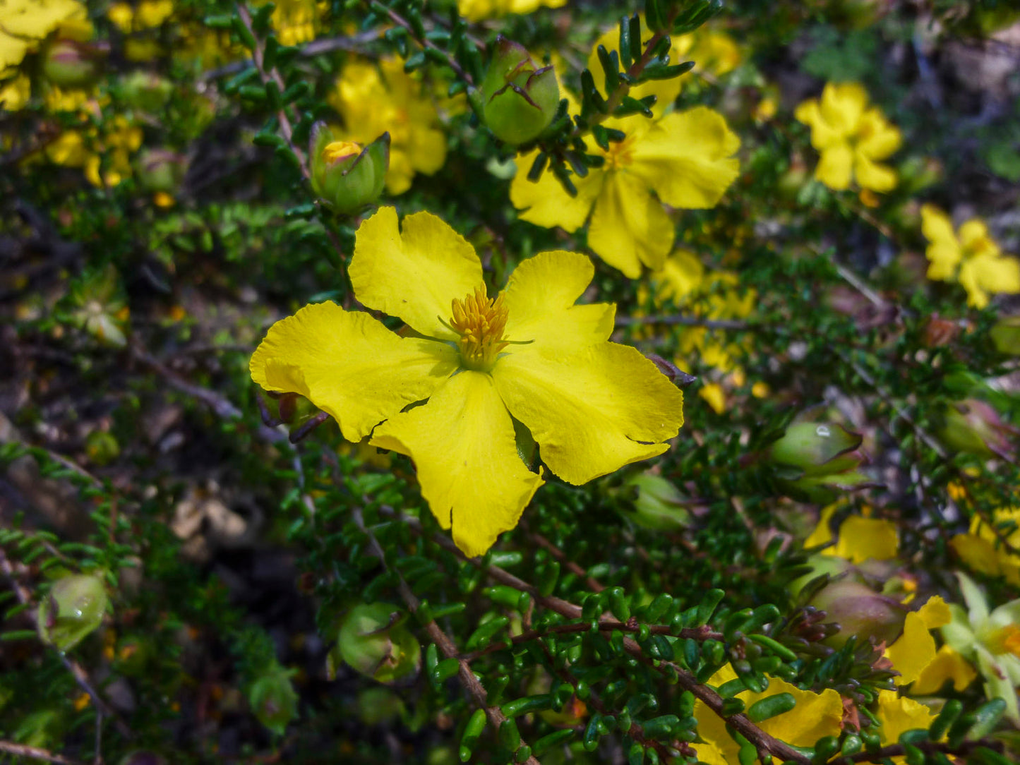 Hibbertia vestita – Prostrate Guinea Flower