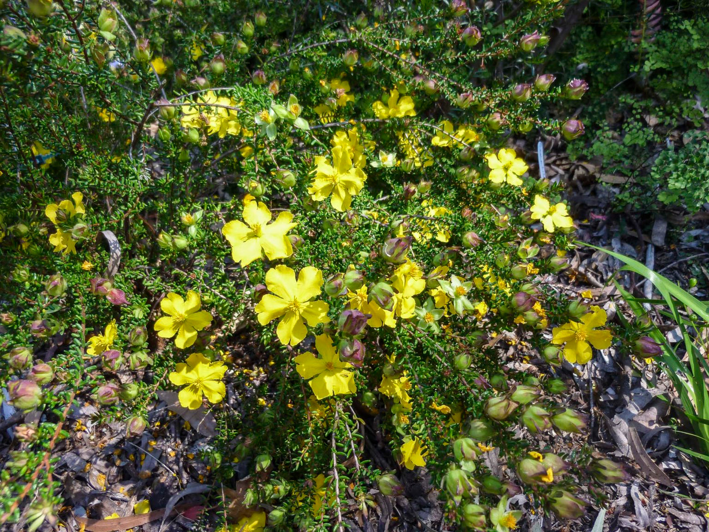 Hibbertia vestita – Prostrate Guinea Flower