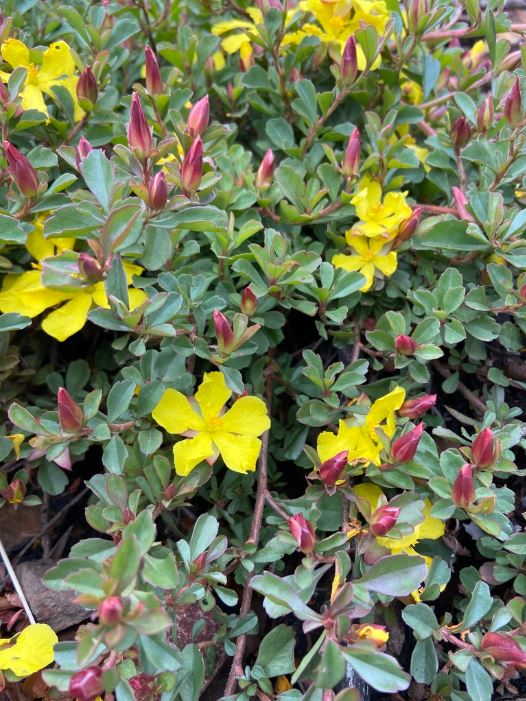 Hibbertia Diffusa (Wedge Guinea Flower)