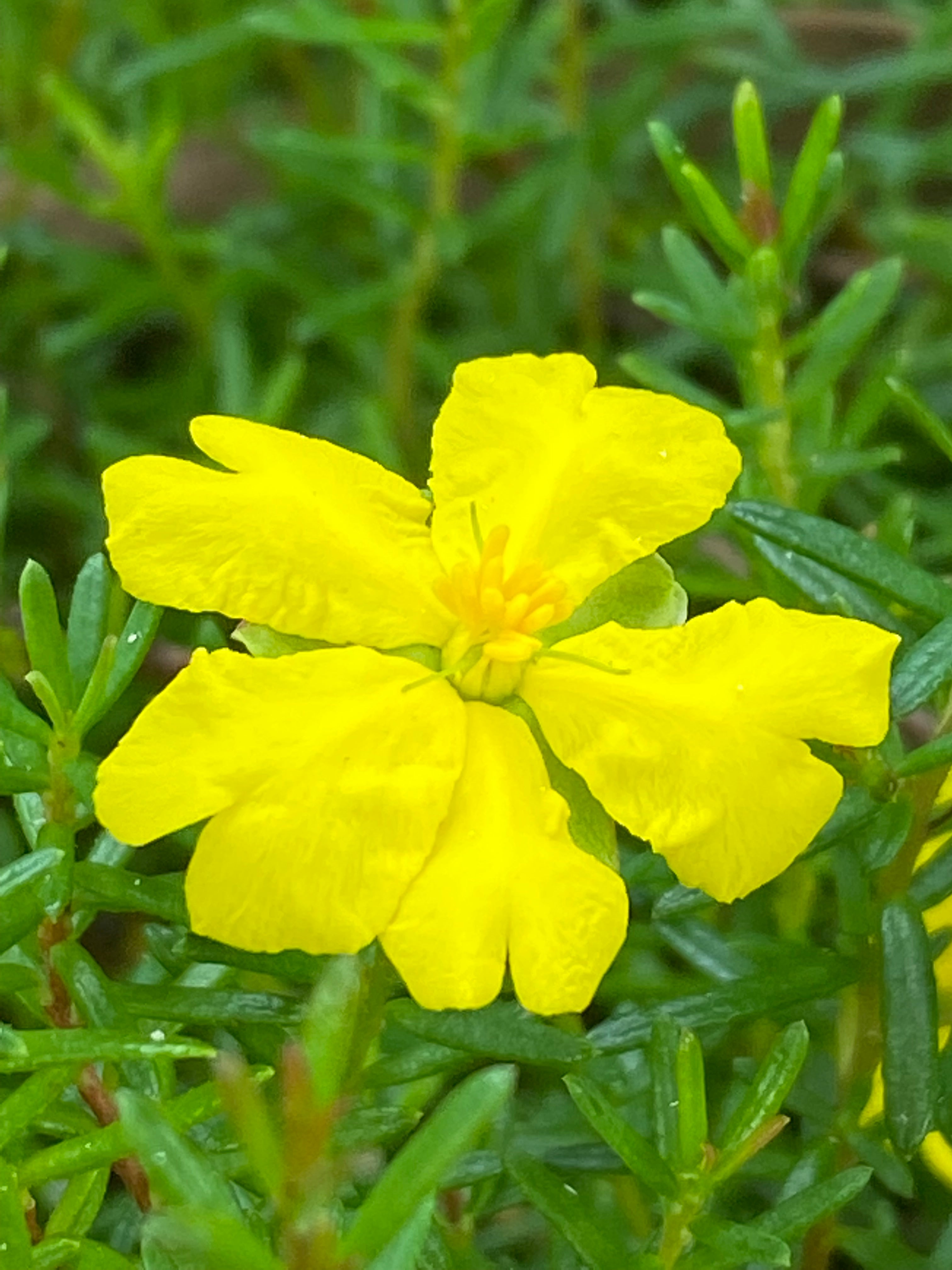 Hibbertia Pedunculata (Trailing Guinea Flower)