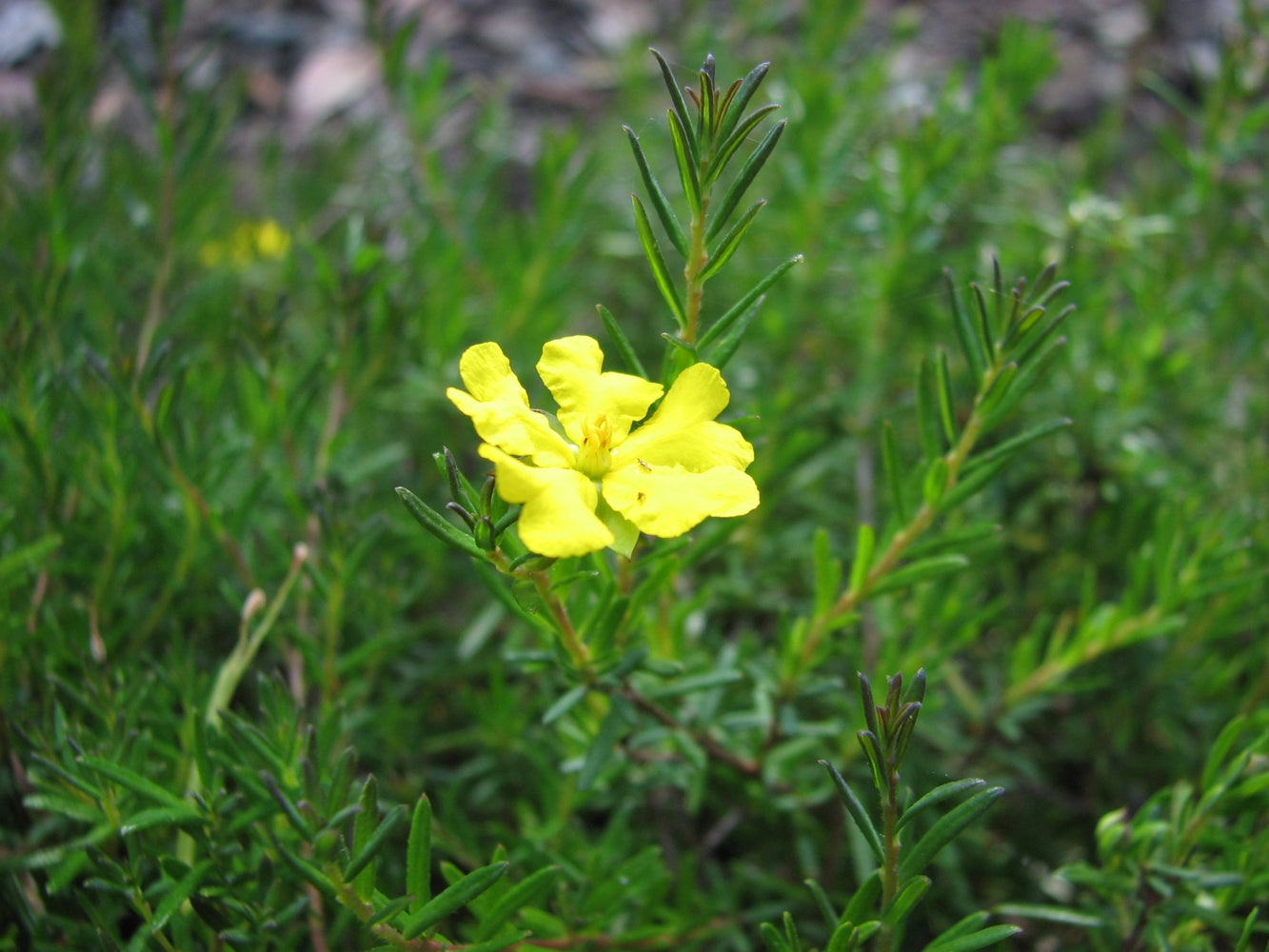 Hibbertia Pedunculata (Trailing Guinea Flower)