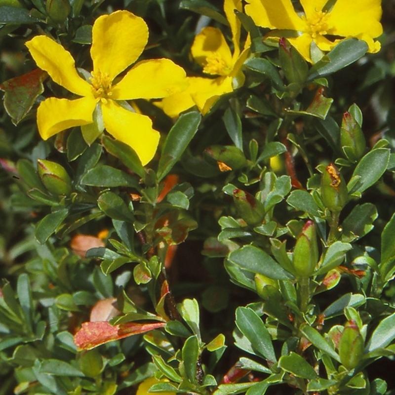 Hibbertia Diffusa (Wedge Guinea Flower)