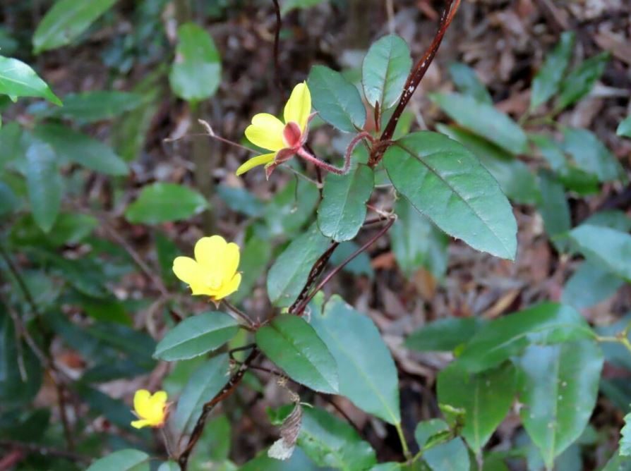 Hibbertia Dentata (Trailing Guinea Flower)