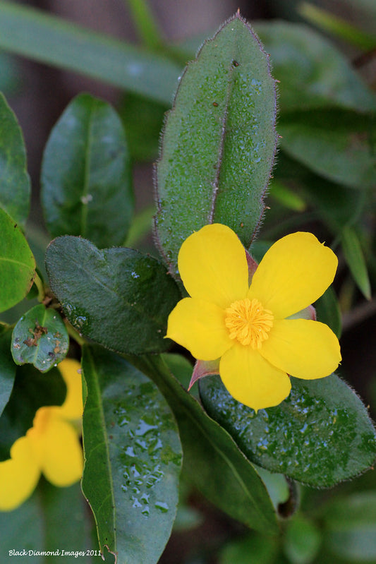 Hibbertia Dentata (Trailing Guinea Flower)