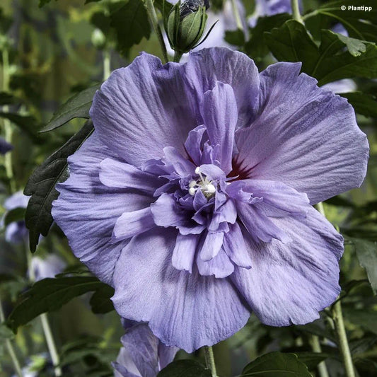 Hibiscus Syriacus 'Single Blue'