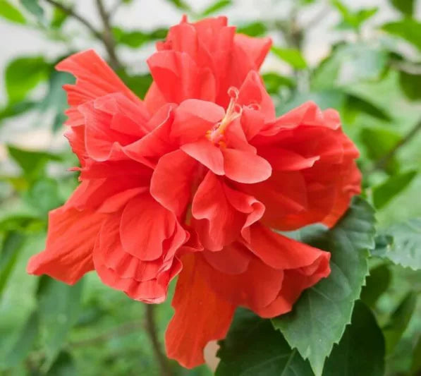 Hibiscus rosa-sinensis ‘Red’ (Tropical Hibiscus / Red Dragon Hibiscus)