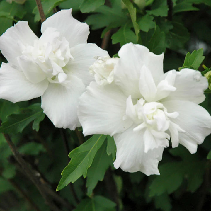 Hibiscus Syriacus 'Double White'