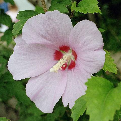 Hibiscus Rosa-Sinensis ‘Aussie Delight’ PBR (Hibiscus Aussie Delight PBR)