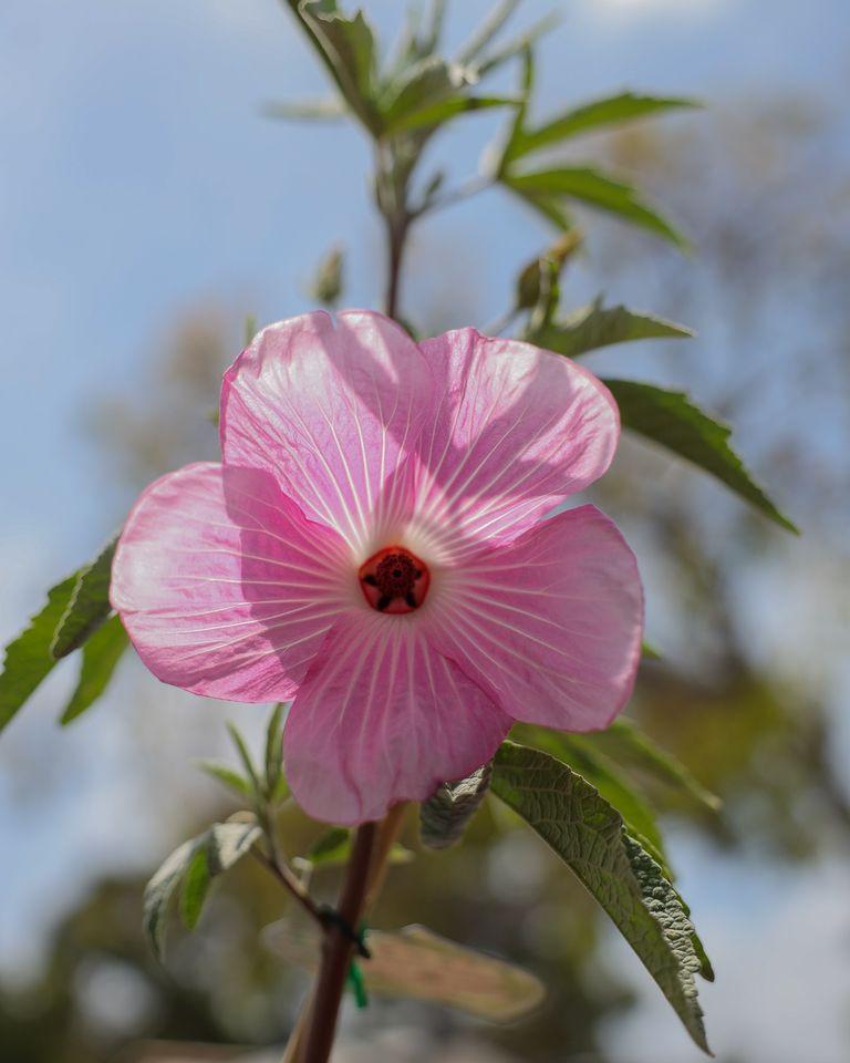 Hibiscus Rosa-Sinensis ‘Aussie Delight’ PBR (Hibiscus Aussie Delight PBR)