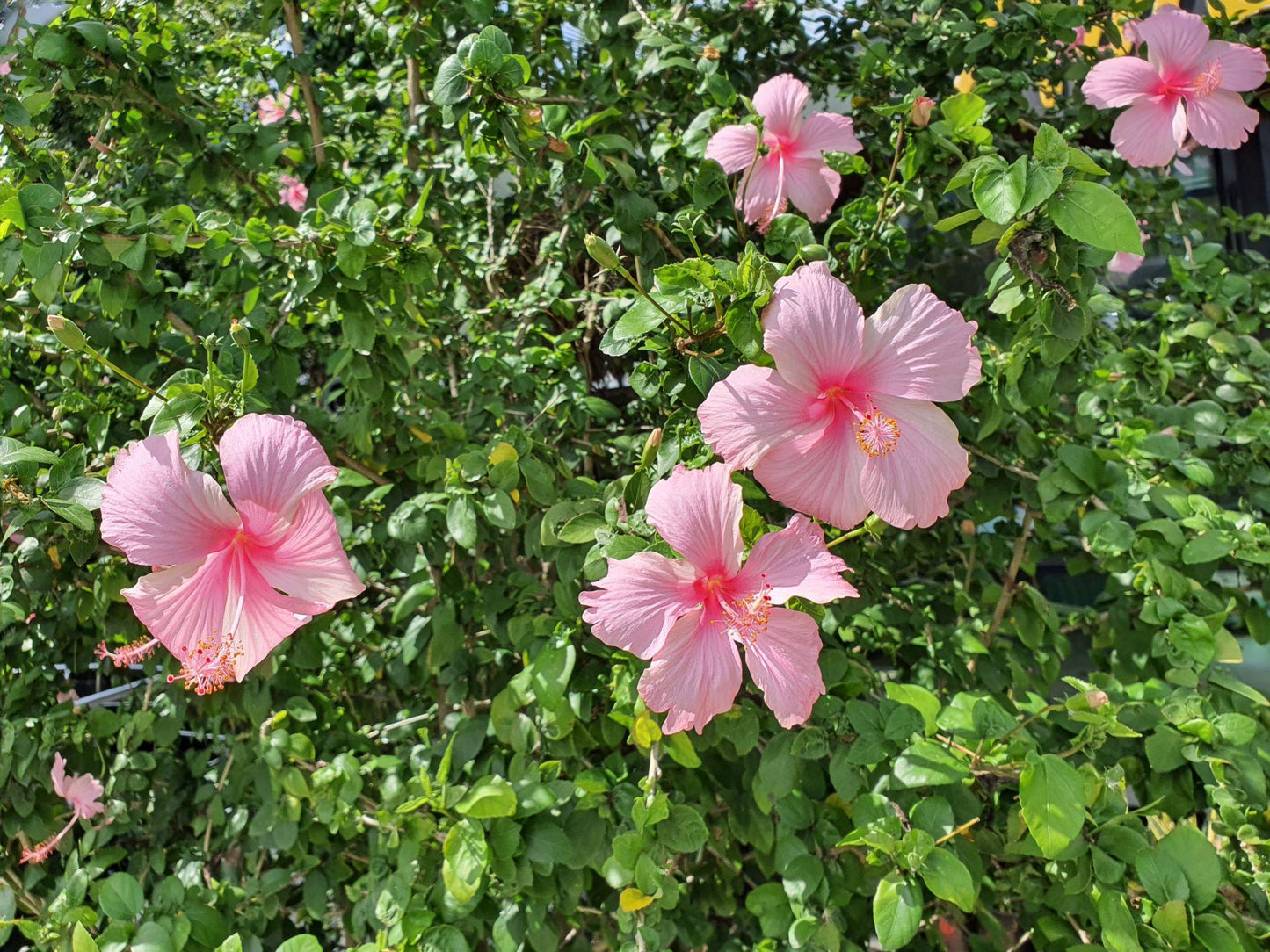 Hibiscus Rosa-Sinensis ‘Aussie Delight’ PBR (Hibiscus Aussie Delight PBR)