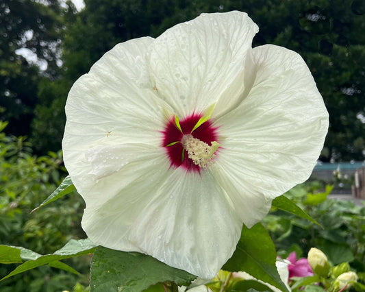Hibiscus Rosa-Sinensis ‘Aussie Pearl’ PBR (Hibiscus Aussie Pearl PBR)