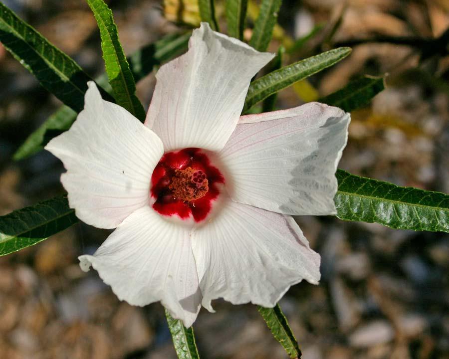 Hibiscus Rosa-Sinensis ‘Aussie Pearl’ PBR (Hibiscus Aussie Pearl PBR)