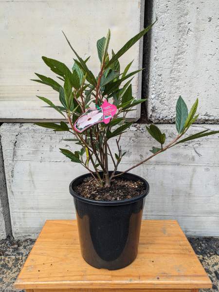 Hibiscus Rosa-Sinensis ‘Aussie Delight’ PBR (Hibiscus Aussie Delight PBR)