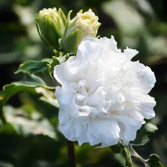 Hibiscus Syriacus 'Double White'