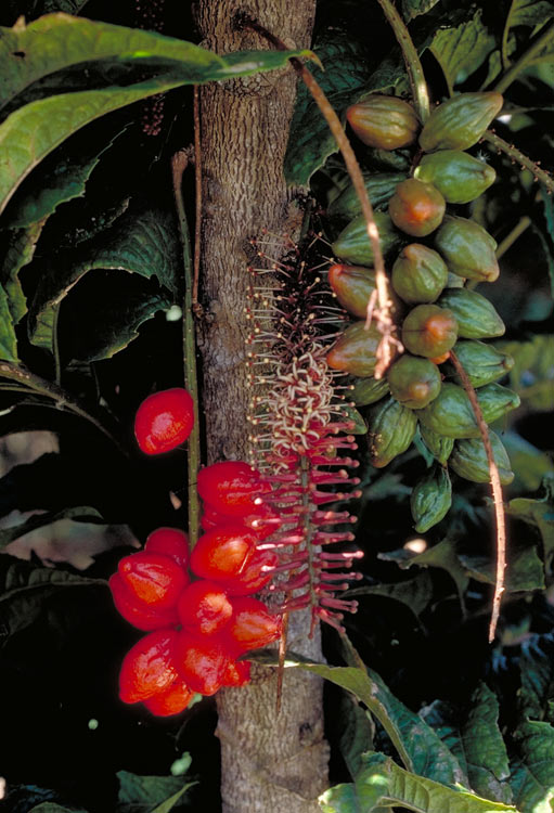 Hicksbeachia pilosa (Monkey Nut)