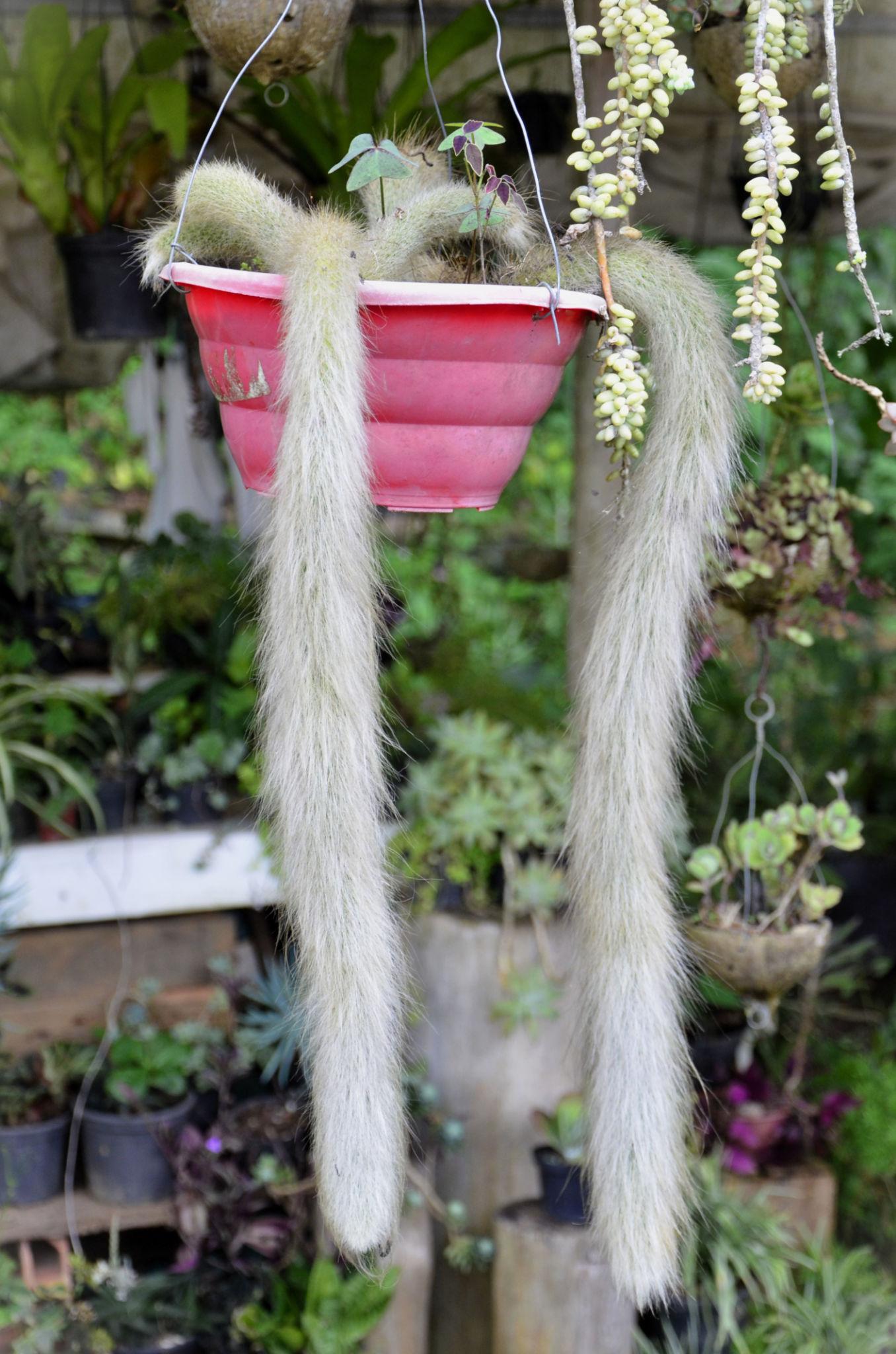 Hildewintera Colademononis (Soft Monkey Tail Cactus)