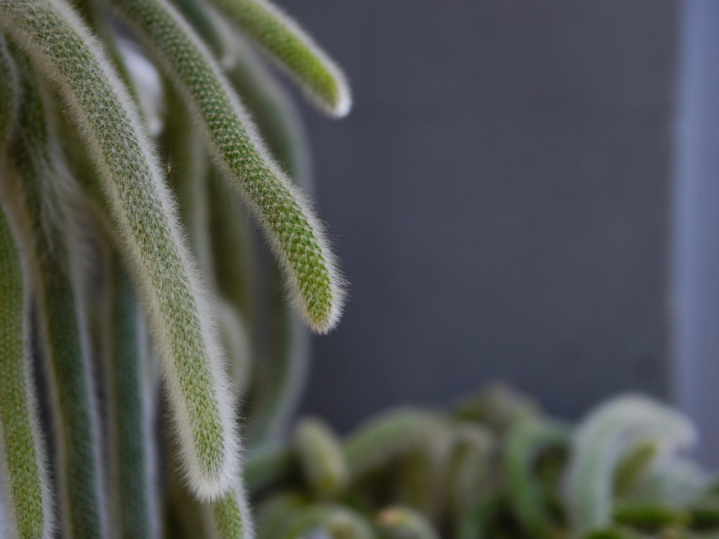 Hildewintera Colademononis (Soft Monkey Tail Cactus)