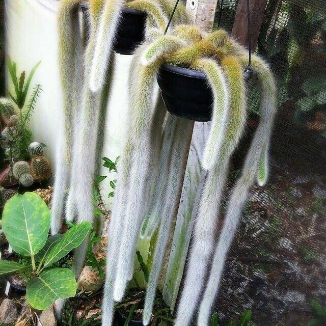 Hildewintera Colademononis (Soft Monkey Tail Cactus)