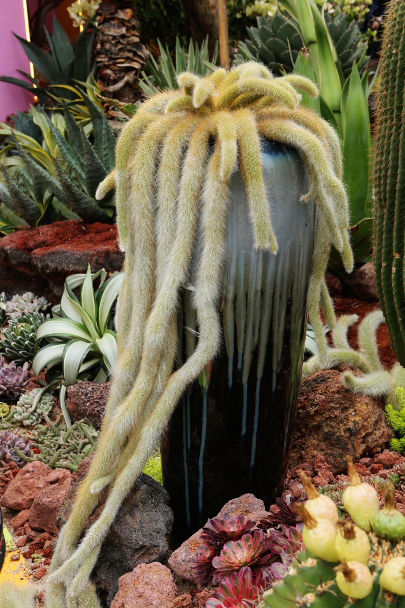 Hildewintera Colademononis (Soft Monkey Tail Cactus)