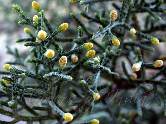 Cupressus torulosa (Himalayan Cypress)