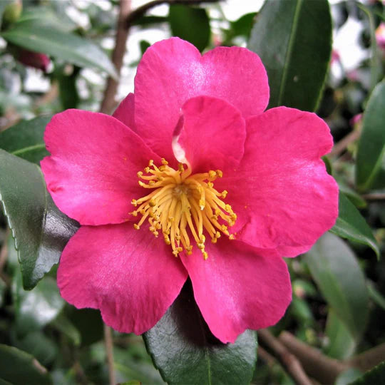 Camellia Sasanqua 'Hiryu'