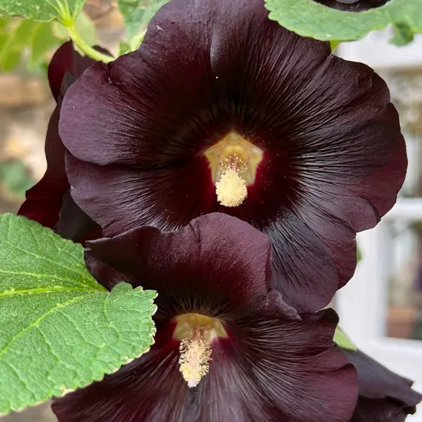 Alcea Rosea 'The Watchman' (The Watchman Hollyhock)
