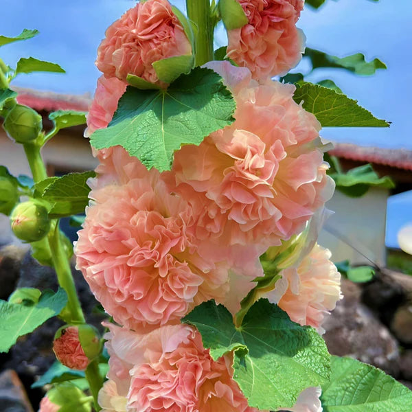 Alcea Rosea ‘Apricot’ (Apricot Hollyhock)