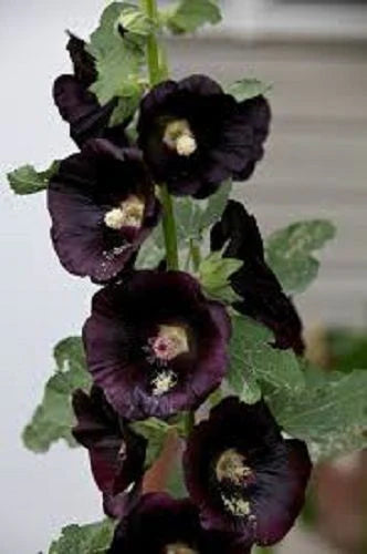 Alcea Rosea 'The Watchman' (The Watchman Hollyhock)