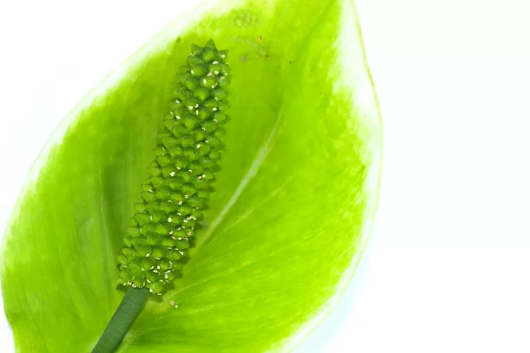 Homalomena Camouflage