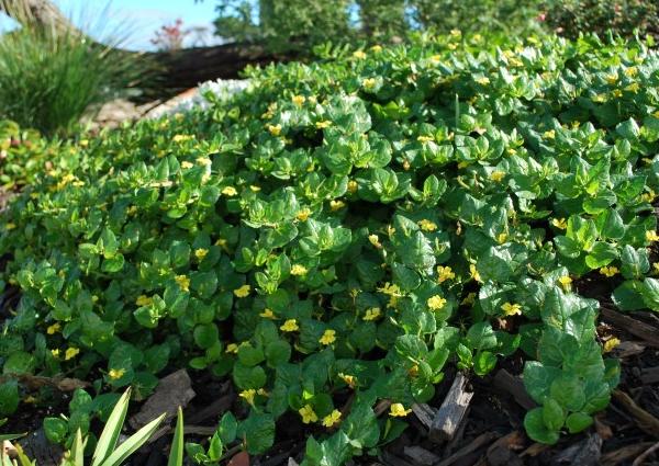Goodenia Ovata ‘Mallee Bonza’ (Hop Goodenia)