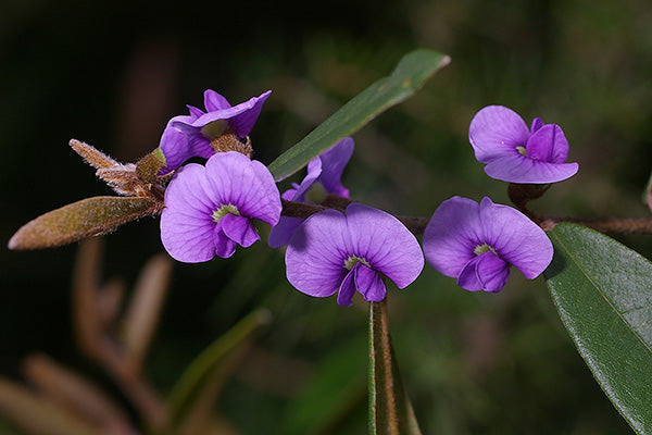 Hovea Acutifolia (Pointed-Leaf Hovea)