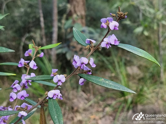 Hovea Acutifolia (Pointed-Leaf Hovea)
