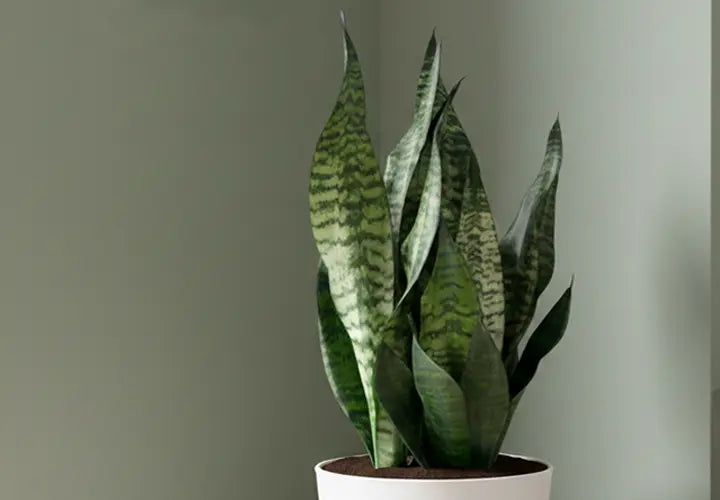Sansevieria trifasciata 'Robusta' (Robusta / Snake Plant)