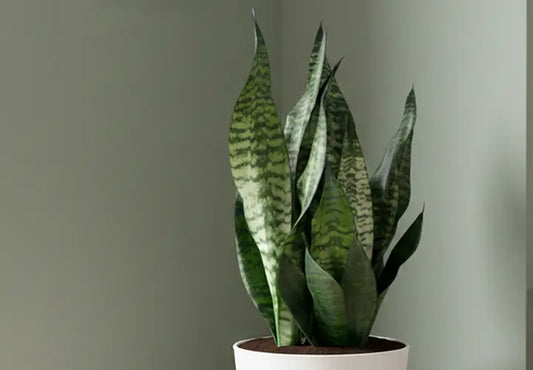 Sansevieria trifasciata 'Robusta' (Robusta / Snake Plant)