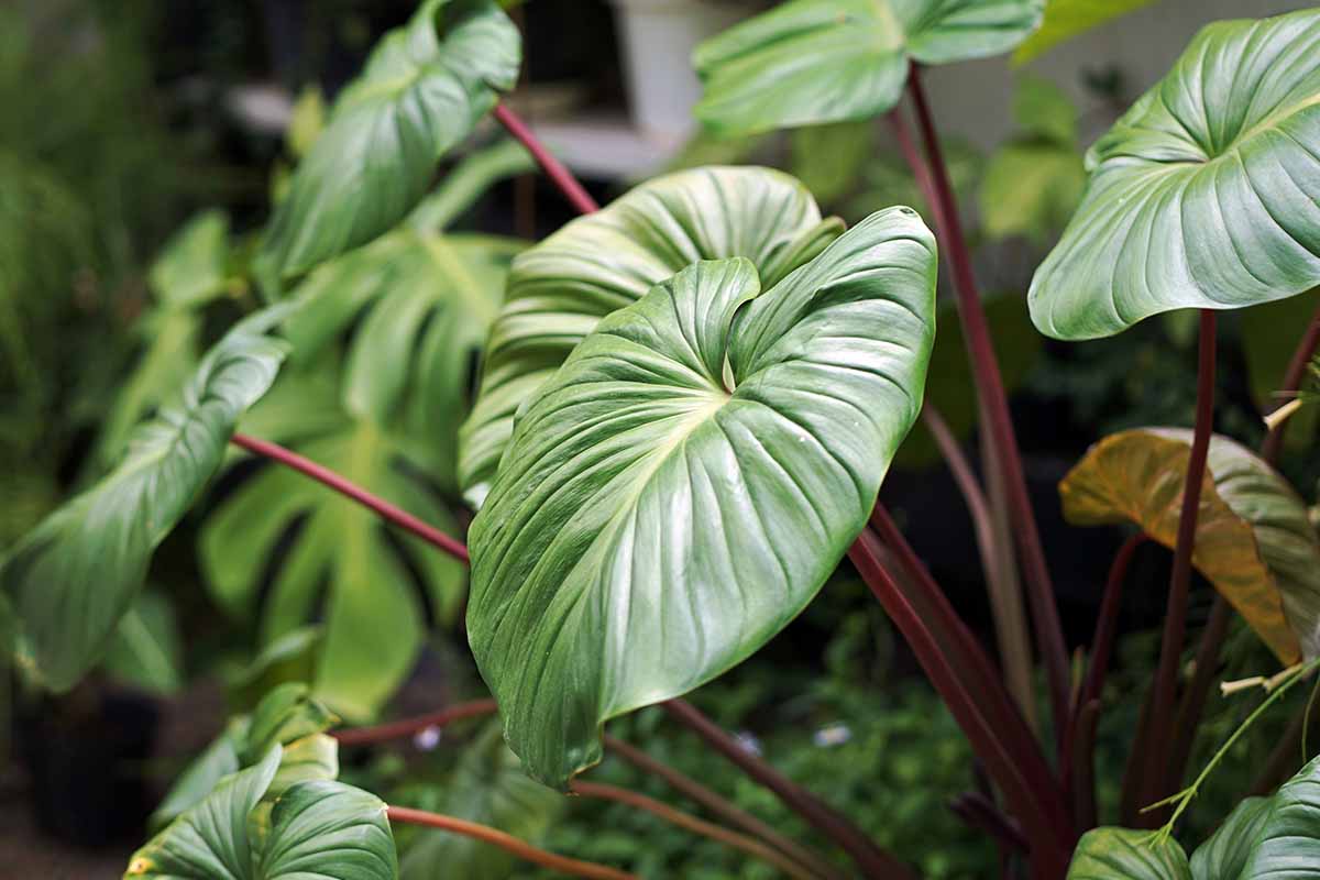 Homalomena Tropic Green