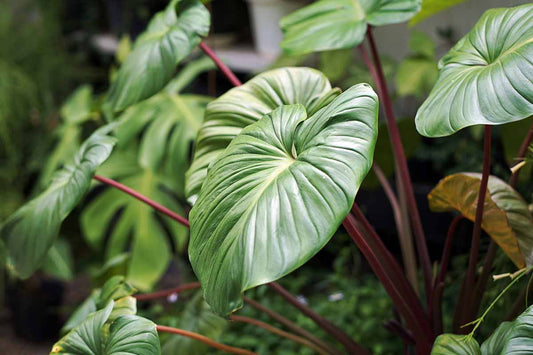 Homalomena Tropic Green
