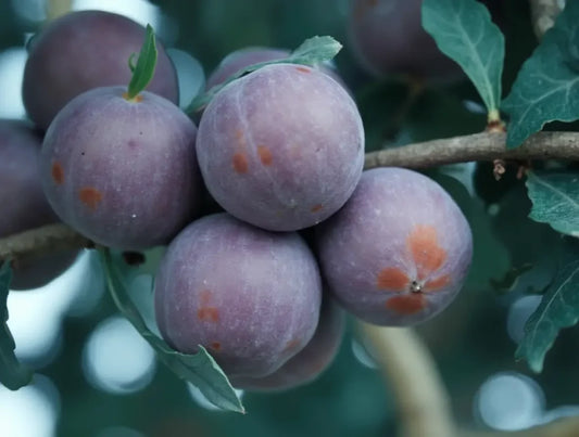 Prunus domestica ‘Sugar Plum’