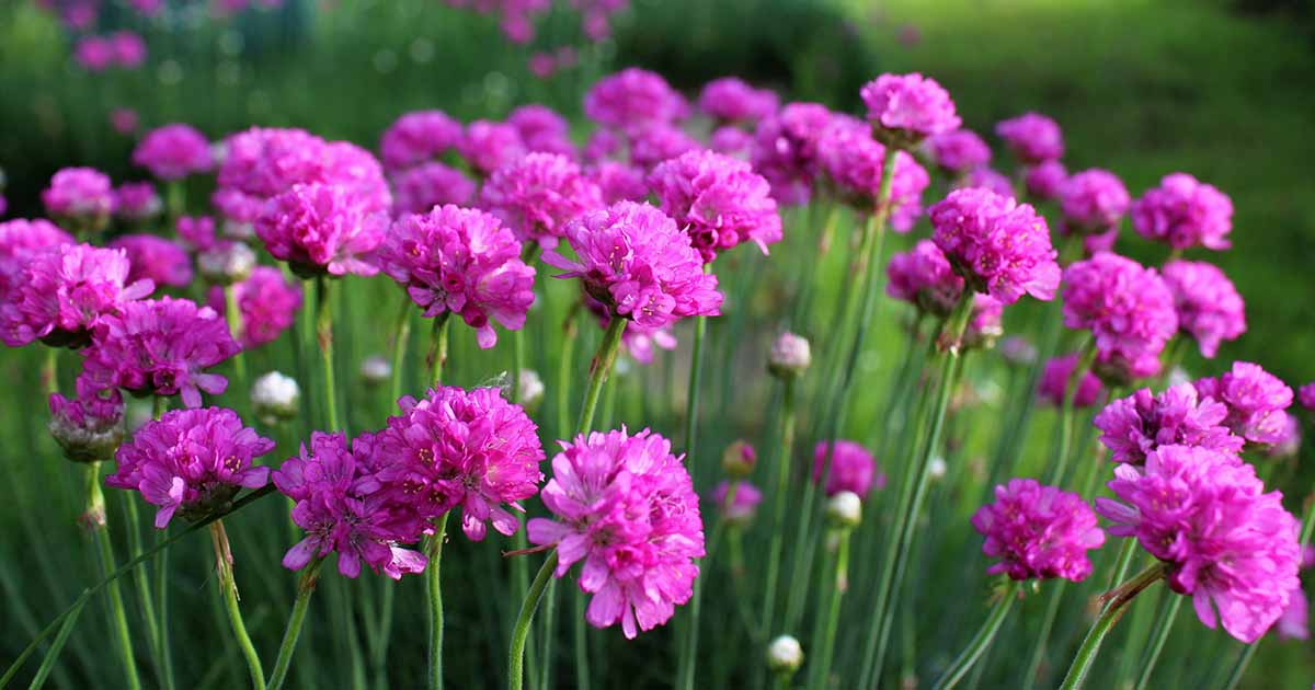 Armeria Maritima (Pink Sea Thrift)