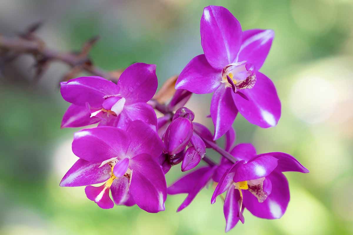 Spathoglottis Spp. (Assorted Ground Orchids)