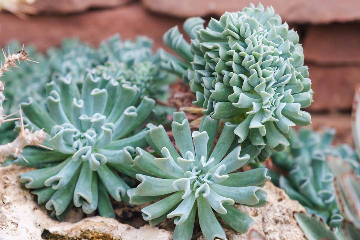 Echeveria ‘Topsy Turvy’ (Succulent Rosette)