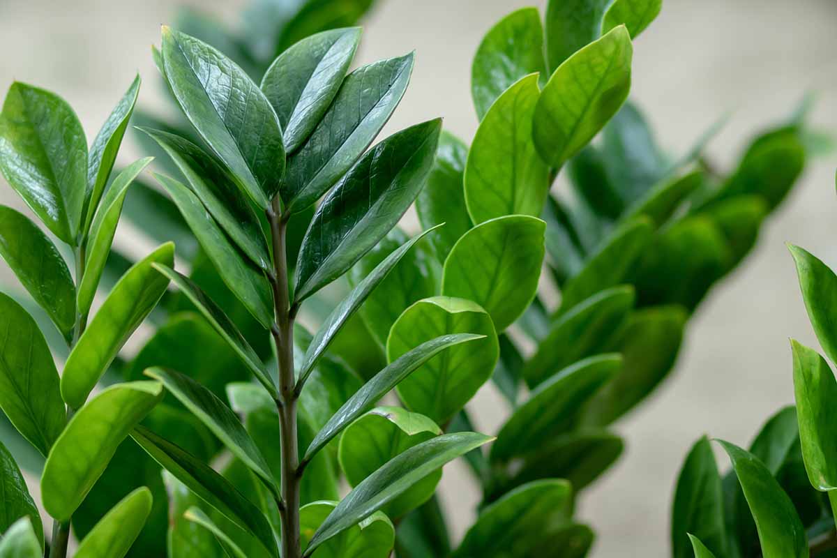 Zamioculcas zamiifolia Dark Zamicro (Zanzibar Gem)